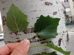 Populus alba