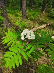 Sorbus aucuparia