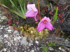 Disa racemosa