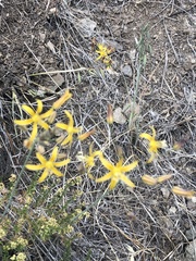 Bloomeria crocea aurea