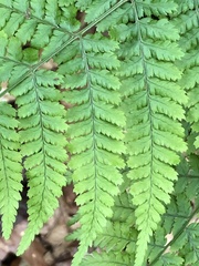 Dryopteris dilatata