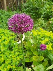 Allium