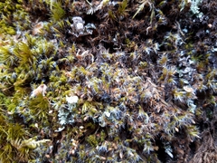 Grimmia decipiens