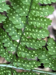 Dryopteris dilatata