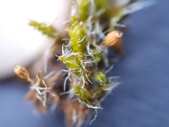 Grimmia decipiens