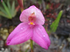 Disa racemosa