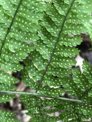 Dryopteris dilatata