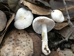 Inocybe geophylla