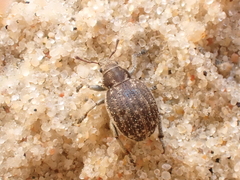 Philopedon plagiatum