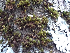 Orthotrichum stramineum