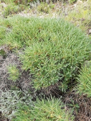 Astragalus tragacantha