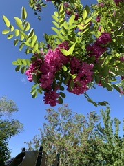 Robinia × ambigua