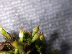 Orthotrichum stramineum