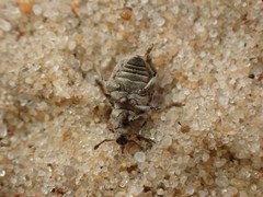 Philopedon plagiatum
