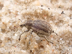 Philopedon plagiatum