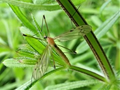 Limonia phragmitidis