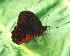 Pedaliodes zingara