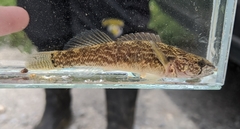 Etheostoma crossopterum