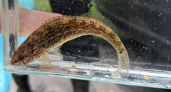 Etheostoma crossopterum