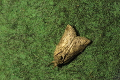 Nycteola asiatica