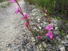 Disa racemosa