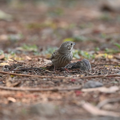 Emberiza stewarti