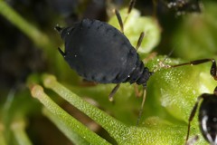 Aphis rumicis