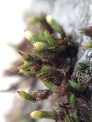 Orthotrichum stramineum