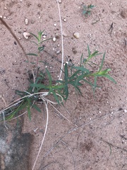 Oenothera glaucifolia