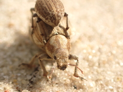Philopedon plagiatum