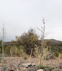 Caulanthus crassicaulis