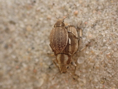 Philopedon plagiatum