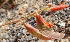 Hoffmannseggia drepanocarpa