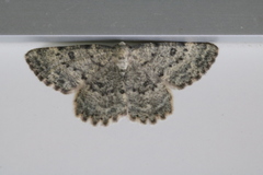 Charissa glaucinaria