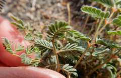 Hoffmannseggia drepanocarpa