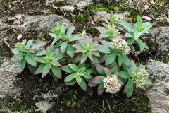 Hylotelephium telephioides