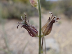 Caulanthus crassicaulis
