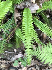 Struthiopteris spicant