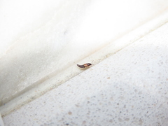 Tachyporus nitidulus
