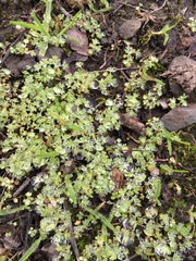 Alchemilla occidentalis