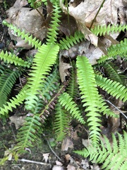 Struthiopteris spicant
