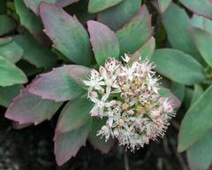 Hylotelephium telephioides