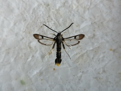 Synanthedon andrenaeformis