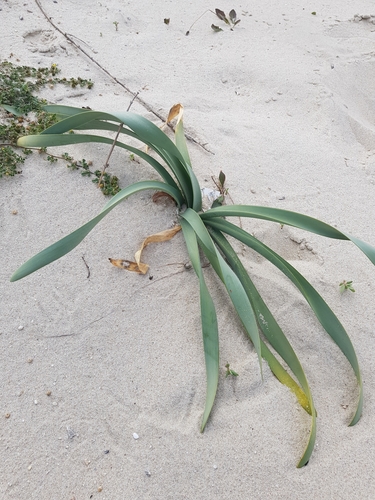 photo of Sea Daffodil (Pancratium maritimum)