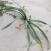 photo of Sea Daffodil (Pancratium maritimum)