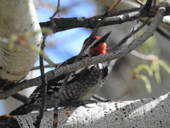 Sphyrapicus nuchalis