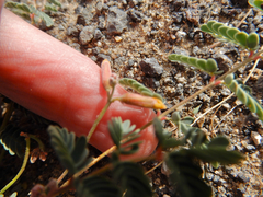 Hoffmannseggia drepanocarpa