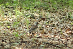 Turdus pilaris