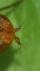 Psila merdaria