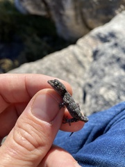 Goggia microlepidota